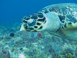 Hawksbill Sea Turtle IMG 9671